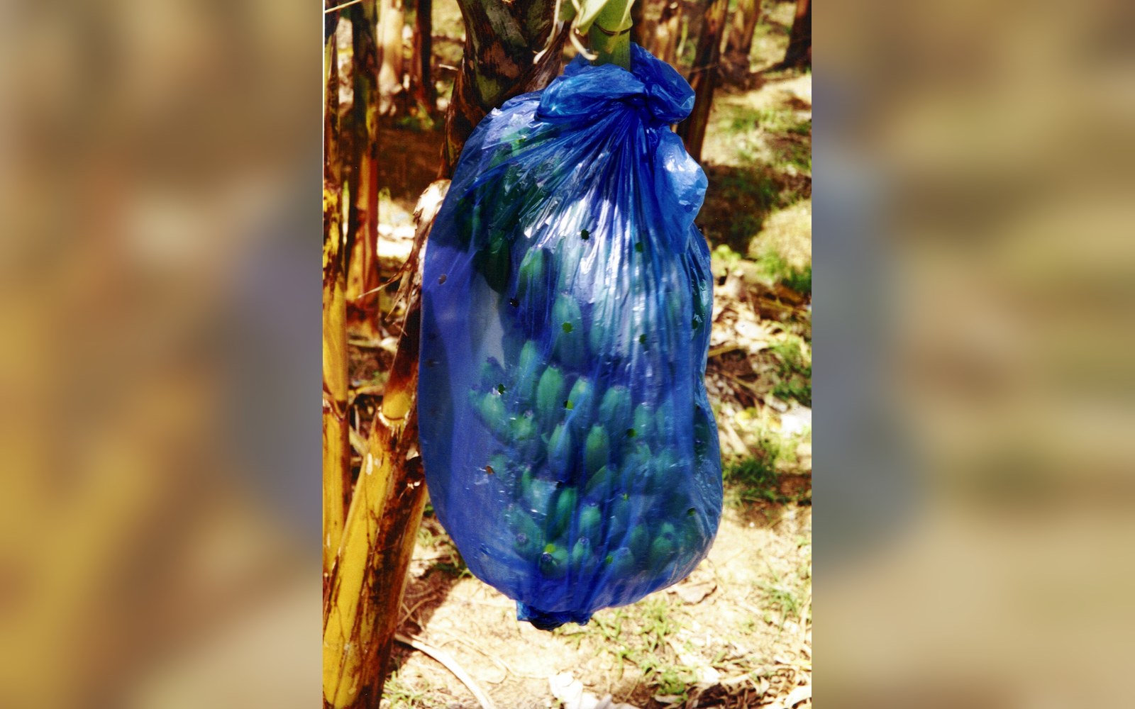 A bunch of green bananas wrapped in a blue protective plastic bag on the plant