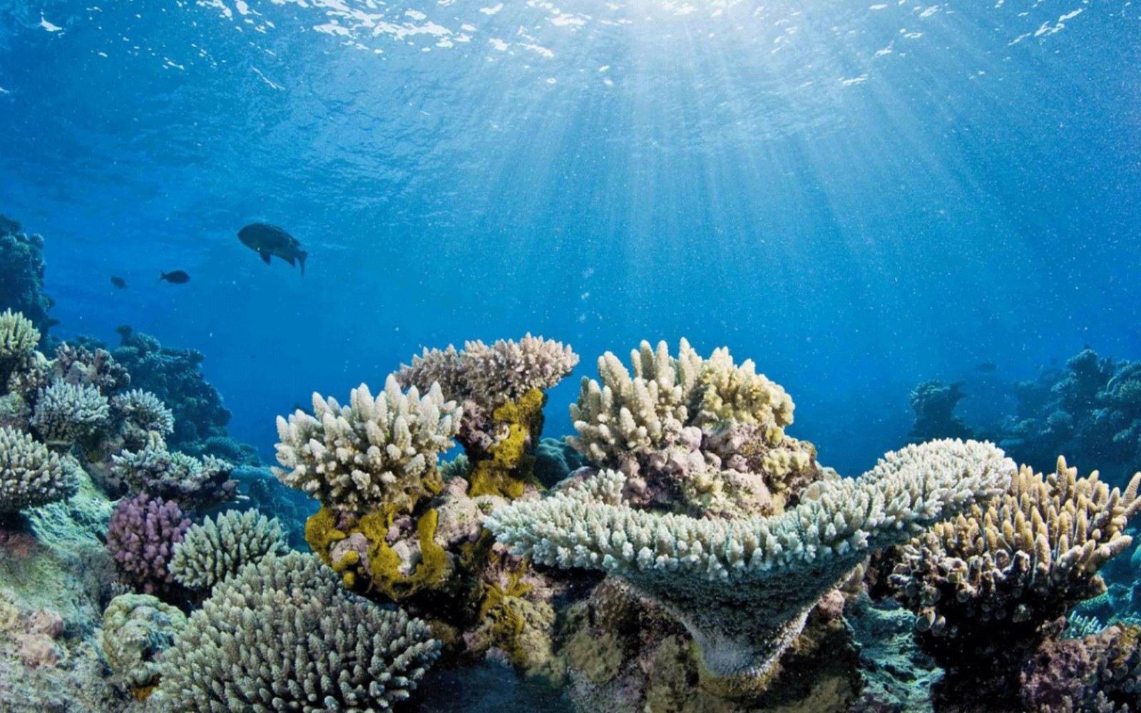 Sunlight streams down through blue water onto a coral reef with fish swimming above