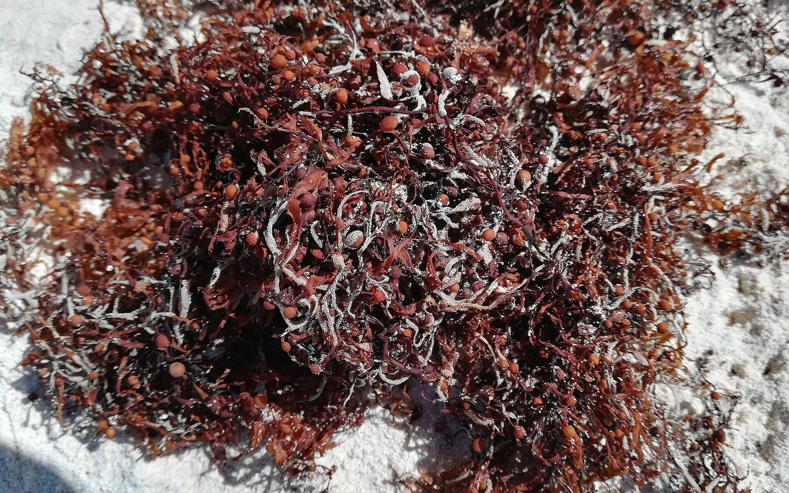 Clumps of reddish-brown sargassum seaweed with air bladders piled on white sand