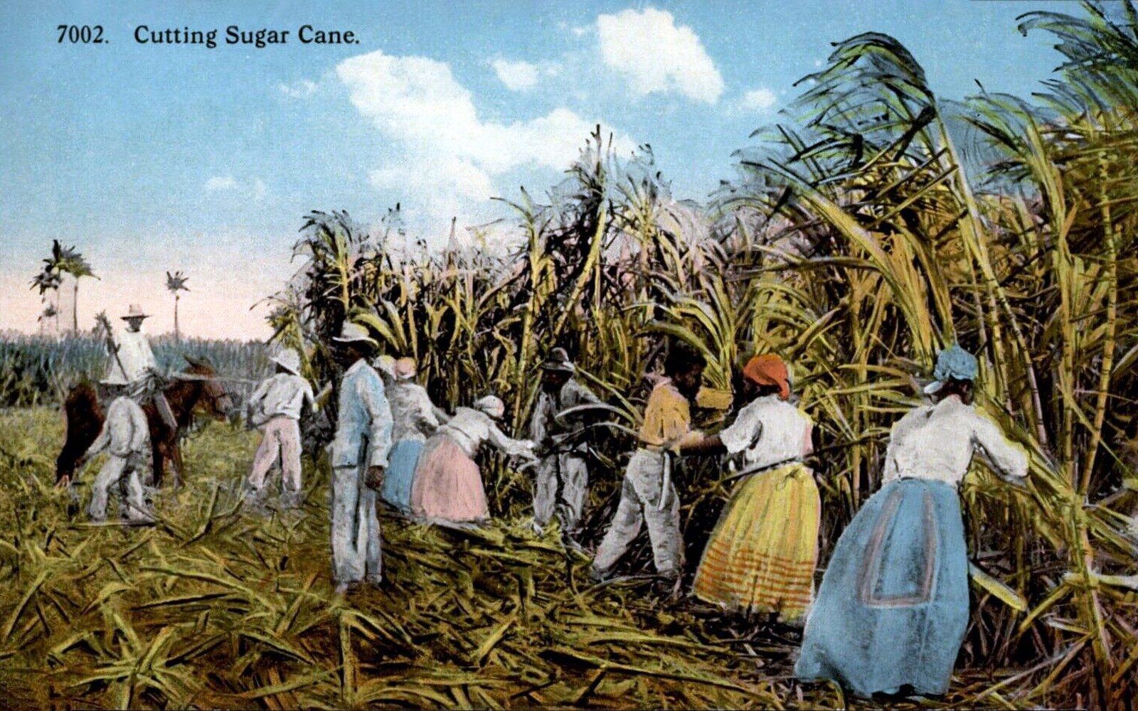 Workers cutting tall sugar cane stalks by hand while a mounted overseer looks on